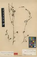 Image result for Xenostegia pinnata