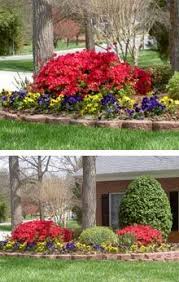 Encore Azaleas In Front Azaleas Landscaping Plants Azalea Shrub