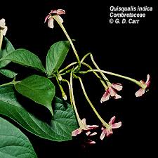 Image result for Combretaceae