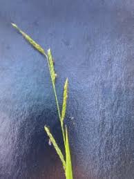 Image result for Eriochloa fatmensis