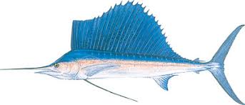 Image result for sailfish