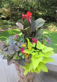 Check spelling or type a new query. Texas Gardening Ideas Container Plants Garden Containers Plants