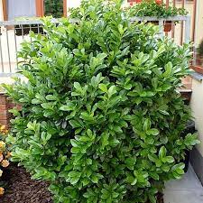 Cherry Laurel Centre Court On Fast Growing Trees Nursery Fast Growing Trees Shrubs Growing Shrubs