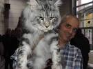 12 Huge Facts About Maine Coons | Mental Floss