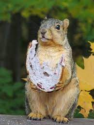 Snow Dog Surlycook Baby Squirrels Cute Baby Animals Baby Fox Description From Pinterest Com I Searched Fo Cute Squirrel Squirrel Pictures Animals Beautiful