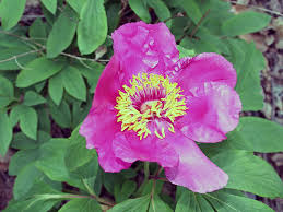 как приготовить настойку из цветков пиона в домашних условиях Vidy I Nazvaniya Lekarstvennyh Rastenij Dlya Sada Ih Svojstva I Primenenie