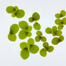 Image result for Wolffiella welwitschii