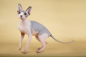 Sphynx.nyc cattery offers beautiful sphynx cats and hairless kittens for sale. Sphynx Cats And Kittens For Sale In The Uk Pets4homes