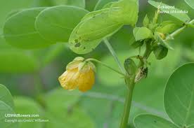 Image result for Senna obtusifolia