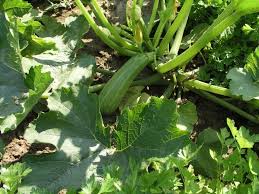 Zucchini Tricks Fur Eine Reiche Ernte Garten Pflanzen Garten Und Gemuse Anpflanzen