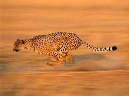 Cheetah Fastest Land Speed Of Any Living Animal Between 112 120 Km H 70 75 Mph Cheetah Pictures Animals Big Cats