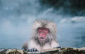 15 Best Things To Do In Nagano Japan The Crazy Tourist Nagano Japan Snow Monkeys Japan Nagano