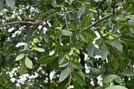 Image result for Ulmaceae