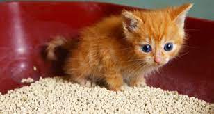 Cats can learn to use the litter box as soon they are as young as three or four weeks old, so your kitten may very well be litter trained by the time you bring him home. Litter Box Training Your New Kitten Petcoach