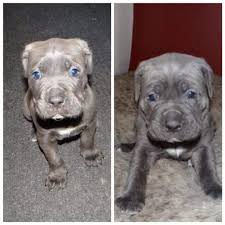 Black Blue Cane Corso Puppies For Sale 79 Cane Corso Black With Blue Eyes In 2020 Cane Corso Puppies Dog Breed Info Cane Corso Dog Breed