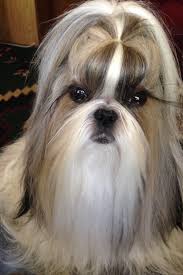 Haili Five Years Old Shih Tzu Hair Styles Shih Tzu Long Hair Shih Tzu Grooming