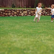 Barnyardgrass bentgrass bluegrass, annual buttercup. Lawn Care Schedule This Old House