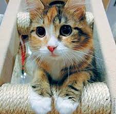 Kedi Tirnaklarini Nerede Torpuleyecek Sarmasik Yazarlari Haberleri