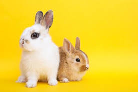 Non sono necessari pellet, si possono dare. Caratteristiche E Come Prendersi Cura Del Coniglio Nano I Miei Animali