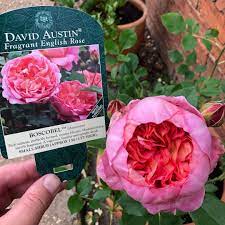 Robert Bett On Instagram David Austin English Rose Boscobel Looks Like A Peony Smells Heavenly David Austin Roses David Austin Roses Garden David Austin