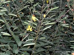 Image result for Chamaecrista paralias