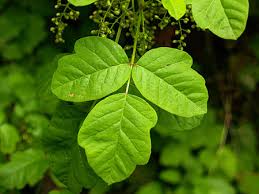 We did not find results for: 10 Common Poison Oak Myths Wyeast Blog