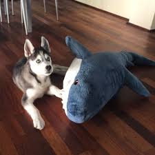 Husky Puppy Abby With Giant Ikea Shark Black White Blue Eyes Western Australia Mem Akula Milye Zhivotnye Haski