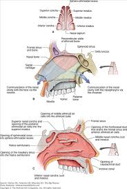 The nasal cavity lies just behind the two nostrils and forms the interiors of the nose. Chapter 23 Nasal Cavity Basicmedical Key