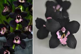 Check spelling or type a new query. Anggrek Hitam Papua Si Hitam Kelam Yang Berharga Seratus Juta Bobo
