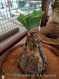 Image result for Tinnea rhodesiana