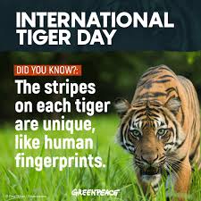 International tiger day is celebrated on 29th of july every year and also known as global tiger day.it is happy international tiger day july 29th. Global Tiger Day Global Tigerday Twitter