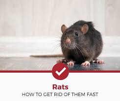 *if you're stuck in combat try waiting for someone to kill the mob or crash the game. How To Get Rid Of Rats Fast 10 Remedies