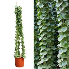 Image result for Cissus rotundifolia