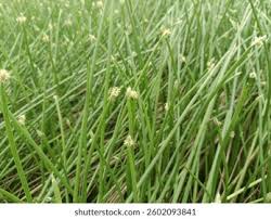 Image result for Eleocharis geniculata