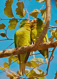 Orange Fronted Parakeet Eupsittula Canicularis Exotic Birds