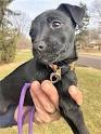 Patterdale Terrier Dog Breed Information and Pictures