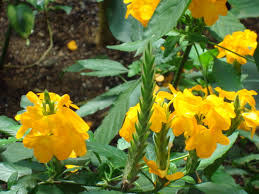 Image result for Crossandra greenstockii
