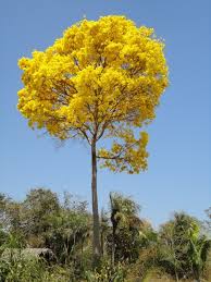 Resultado de imagem para imagens árvore pau darco