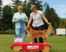 He is trained to used the bathroom on a peewee pad, but needs additional training. Celticpride Nova Scotia Duck Tolling Retrievers And Beaucerons Posts Facebook