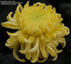 Plantfiles Pictures Irregular Incurve Mum Kokka Senkin Chrysanthemum Morifolium 1 By Mg Chrysanthemum Morifolium Chrysanthemum Flower Seeds Chrysanthemum