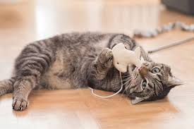 According to petfinder, the average cost of having a veterinarian insert a microchip is around $45, which generally includes registration on the microchip company's database. Is It Compulsory To Get My Cat Microchipped Your Cat