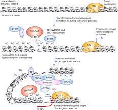 The three diseases with the largest number of drug development. Achieving Clinical Success With Bet Inhibitors As Anti Cancer Agents British Journal Of Cancer