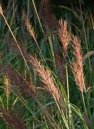 Image result for Bothriochloa bladhii