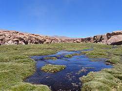 La boca seca, también llamada xerostomía, es un problema médico en el que no se tiene suficiente saliva. Puna Wikiwand