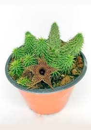 Image result for Huernia