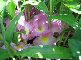 Image result for Siphonochilus