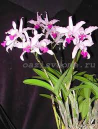 Maybe you would like to learn more about one of these? Bunga Cattleya Adalah Genus Anggrek Apa Yang Perlu Dilakukan Dalam Tempoh Tanaman Yang Tidak Aktif Asal Dan Perihalan Penampilan