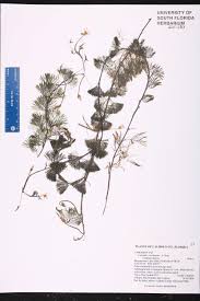 Image result for Cabombaceae