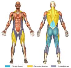 Hold dumbbells in front of your thighs, push your hips back, and lower for 5 seconds. Straight Leg Deadlifts Barbell Chunk Fitness