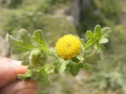 Image result for Grangea maderaspatana